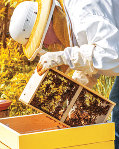 Beekeeping Gloves